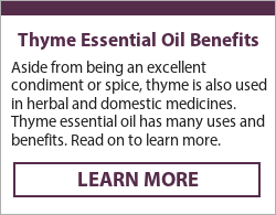 red thyme essential oil uses